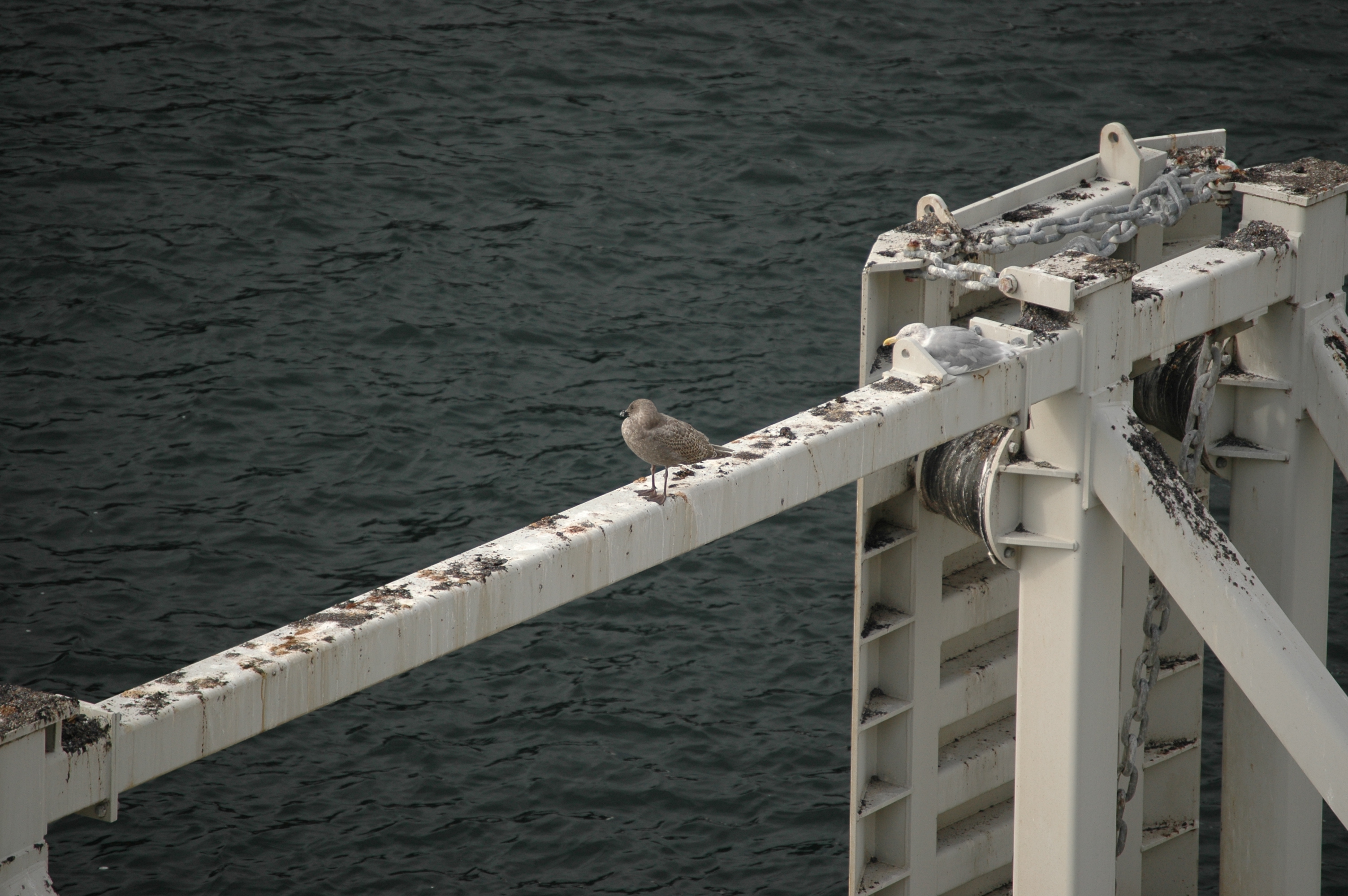 photos/wildlife/Bird_Species/067-Gulls/1670-Glaucous-winged_Gull/Canada 2007 478.jpg